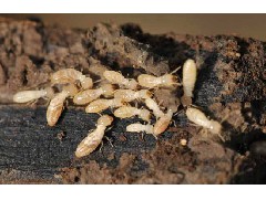 白蚁繁殖季节如何防治？